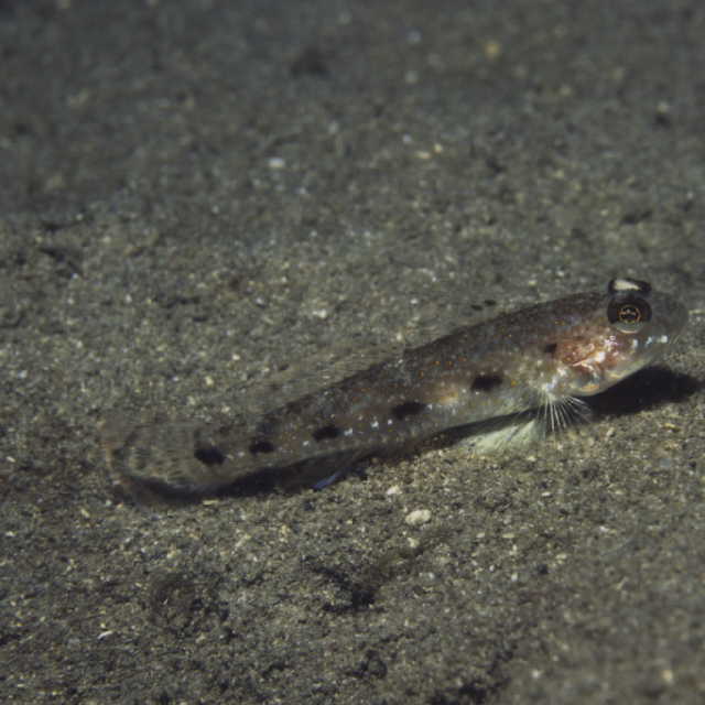 Hazeus otakii